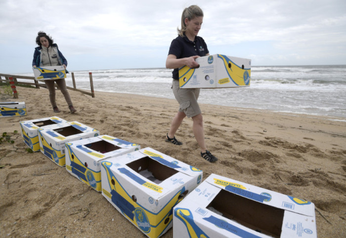 Bregdeti britanik mbushet me banane, autoritetet: Mos i hani