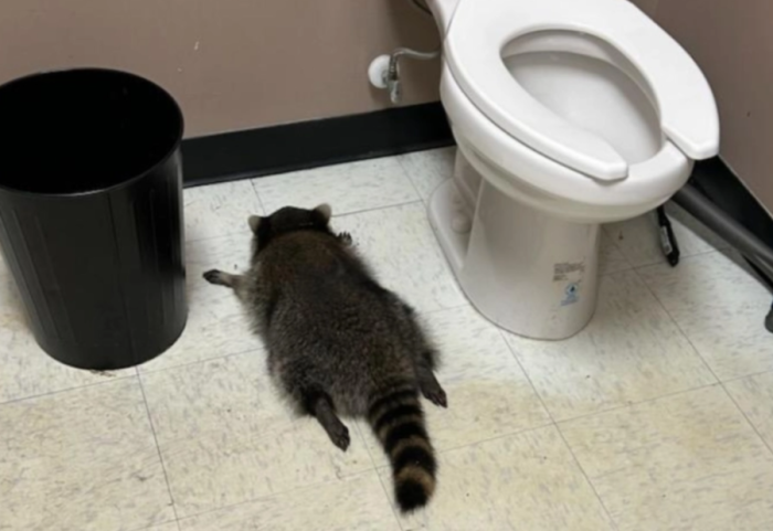 Rakuni pijanec që u bë tap në dyqanin e pijeve alkoolike dyshohet si “hajdut serial”