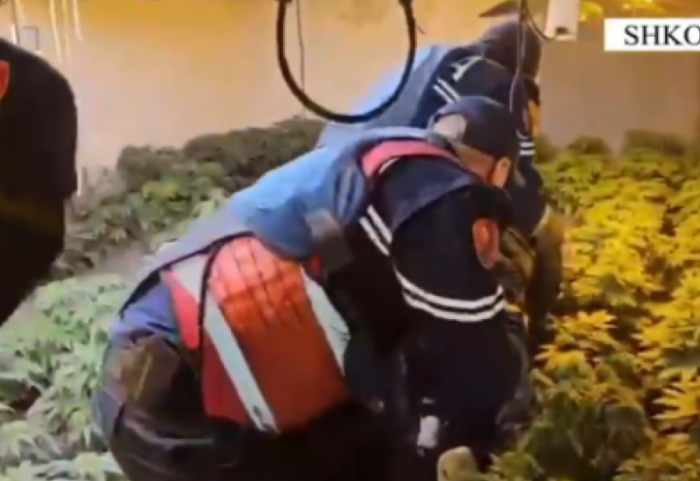 Plot me kanabis, zbulohet “shtëpia e barit” në Velipojë