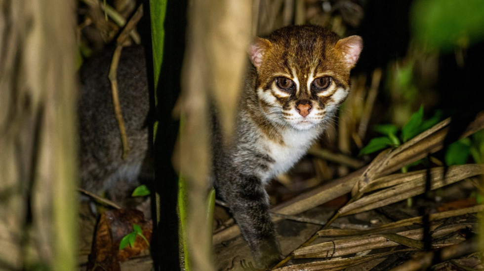 Një mace e rrallë, e egër, shfaqet pas 30 vitesh