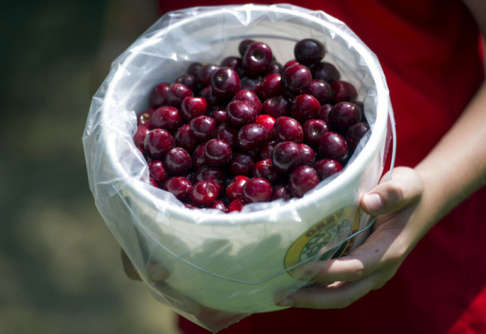 Nuk do ta besoni! Një kokërr qershie shitet për 140 euro