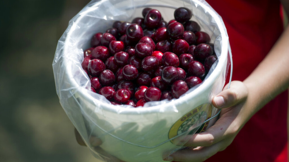 Nuk do ta besoni! Një kokërr qershie shitet për 140 euro