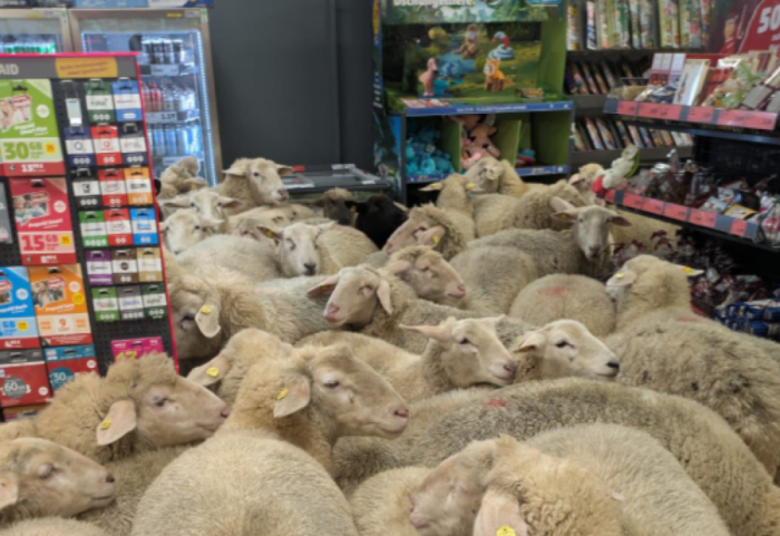 Delet braktisin kopenë dhe ia mësyjnë supermarketit në Gjermani