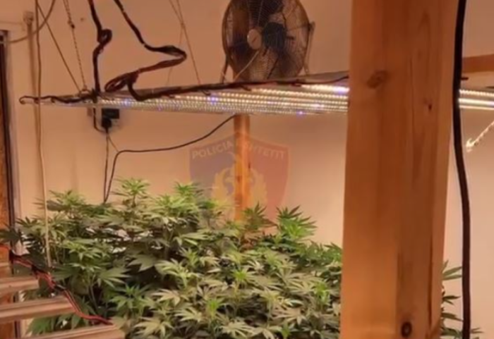 Zbulohet magazina e mbushur me kanabis, gjenden edhe armë zjarri e municione, 2 në pranga