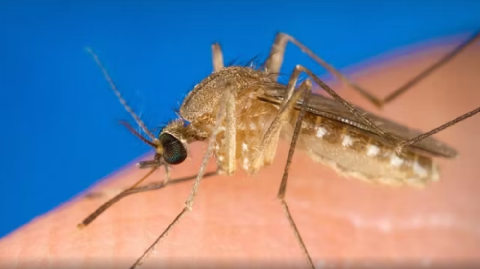 Teknologji bërthamore për të mposhtur mushkonjat tigër, risia në Austri