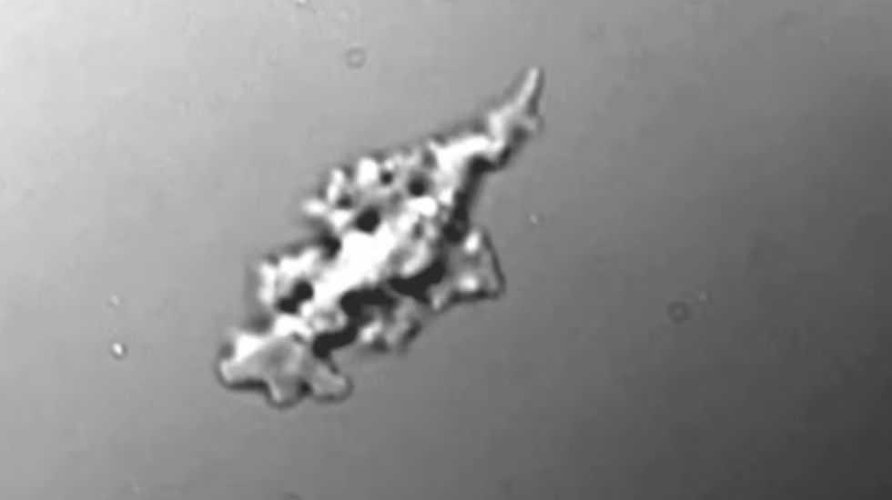 Shkencëtarët zbulojnë jetë në vendin ekstrem në Tokë