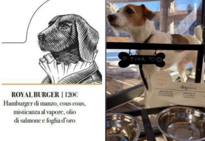 Luks i shfrenuar në Cortina, edhe qentë hanë me pjatë floriri