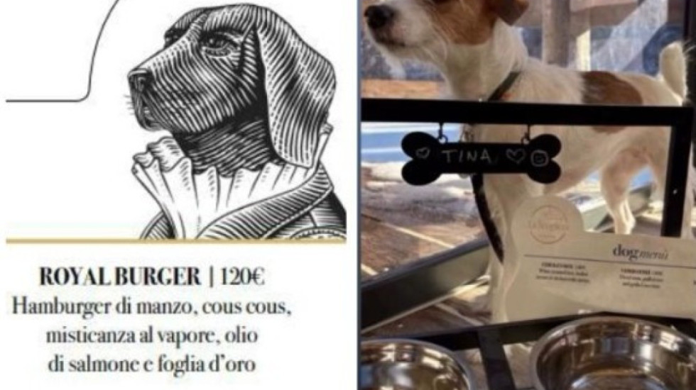 Luks i shfrenuar në Cortina, edhe qentë hanë me pjatë floriri