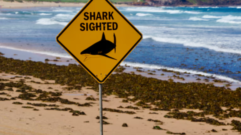 Tragjike në Brazil, peshkaqeni i merr jetën një të mituri