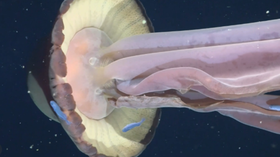 I madh sa një autobus, zbulohet kandili i detit që la pa fjalë shkencëtarët