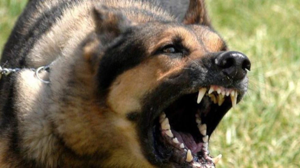 65-vjeçarja në Belsh vdiq nga kafshimi i qenit, arrestohet kunati