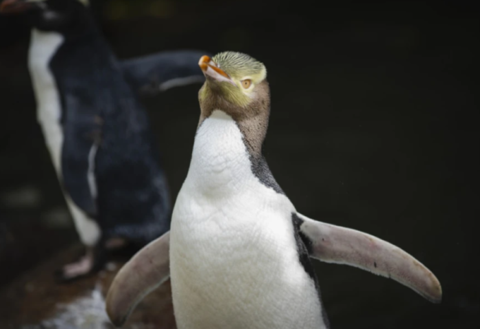 “Dasmë” mes pinguinëve, meshkujt u japin femrave gurë në vend të unazave!