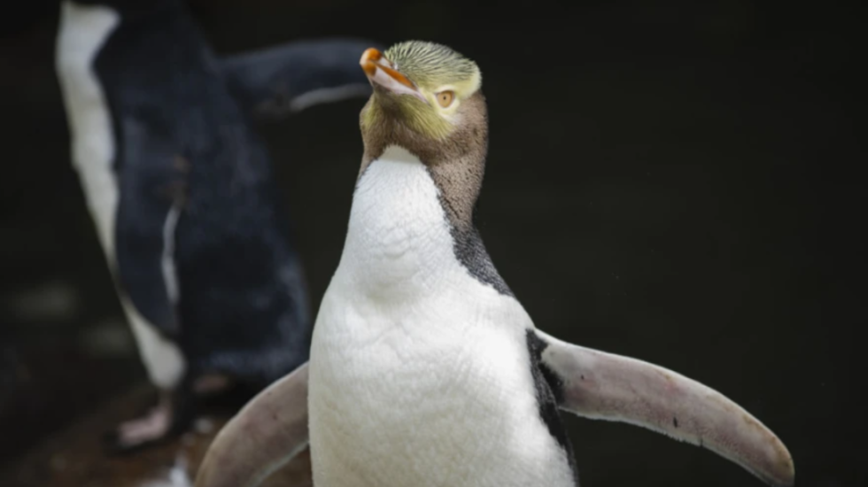 “Dasmë” mes pinguinëve, meshkujt u japin femrave gurë në vend të unazave!