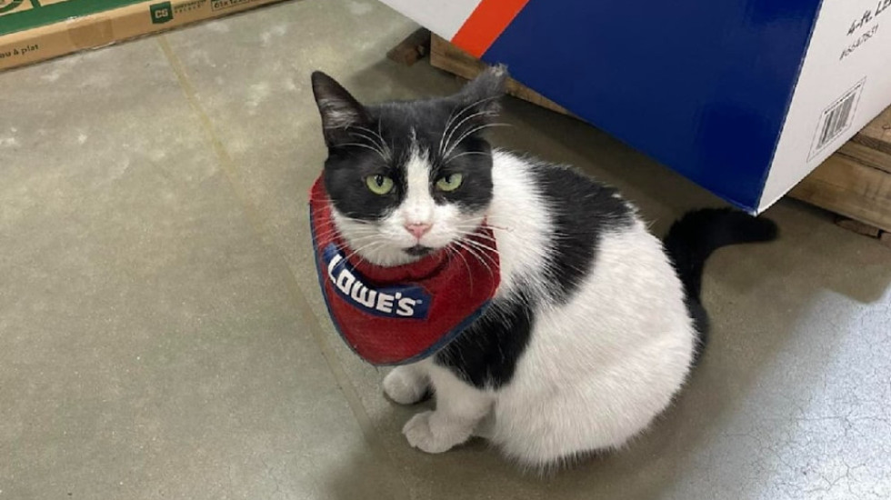 Kompania amerikane pushon macen nga puna, zemërohen klientët