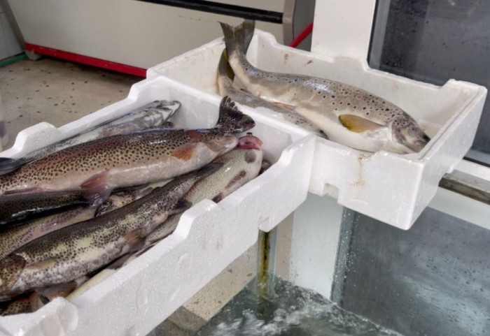 Peshkatari e pëson keq... nga korani, ndalohet sasia e kapur