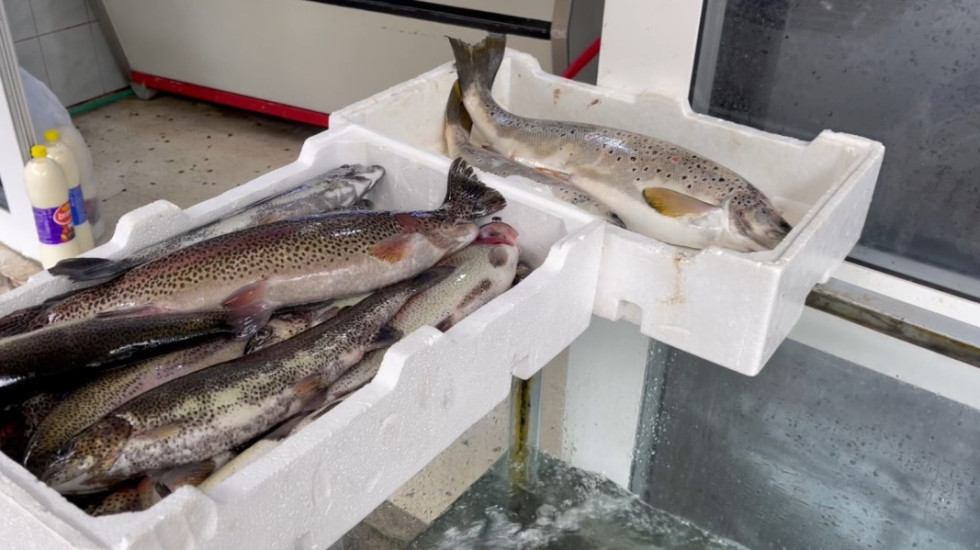 Peshkatari e pëson keq... nga korani, ndalohet sasia e kapur