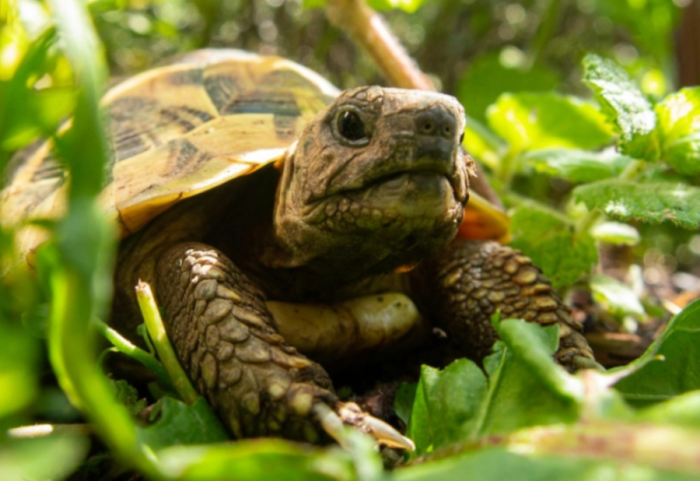 Ndodh në Prespë, breshkat meshkuj abuzojnë me femrat aq sa i shtyjnë të "kryejnë vetëvrasje"