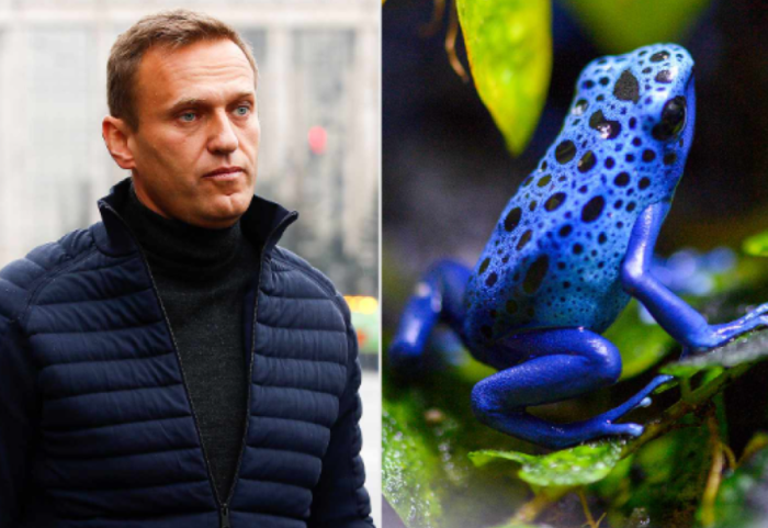 Rusia e përdori për të vrarë Navalny-n, çfarë është bretkosa e shndritshme helmuese?