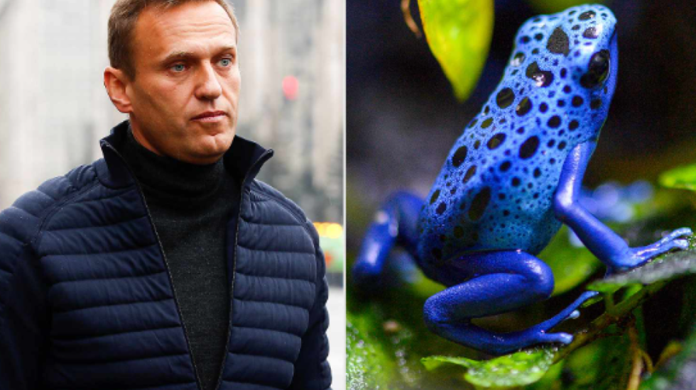 Rusia e përdori për të vrarë Navalny-n, çfarë është bretkosa e shndritshme helmuese?