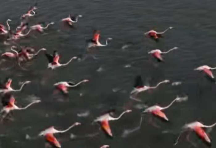 Zvërneci mbushet me flamingo, kryeministri Rama ndan video
