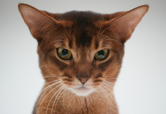 Nga majmuni te gjarpri, por pse macja nuk është në zodiakun kinez?