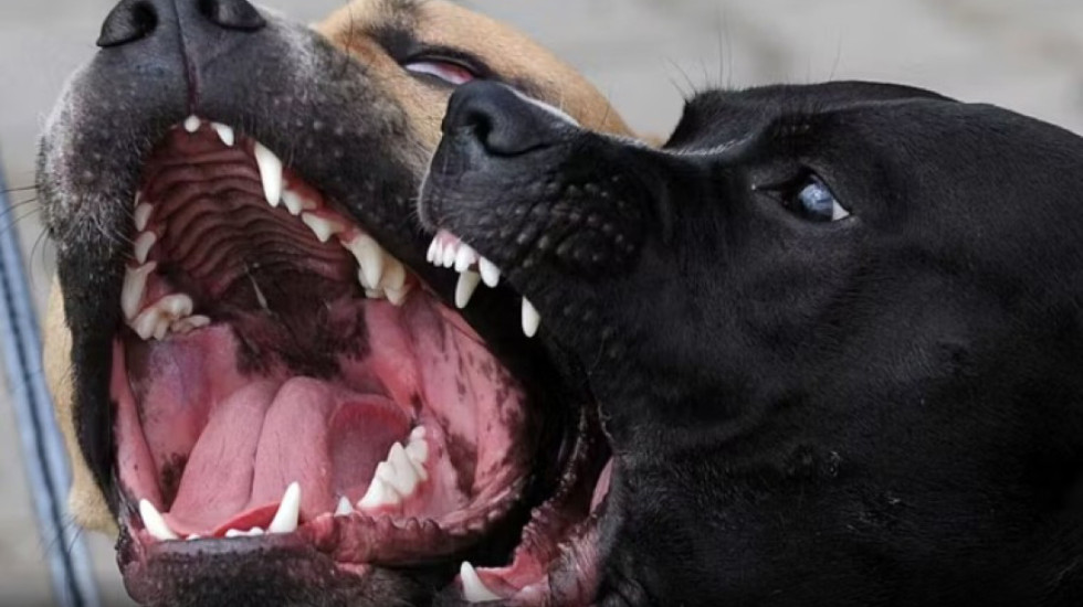 E rëndë në Itali, tre pitbullë hanë trupin e pronarit të vdekur