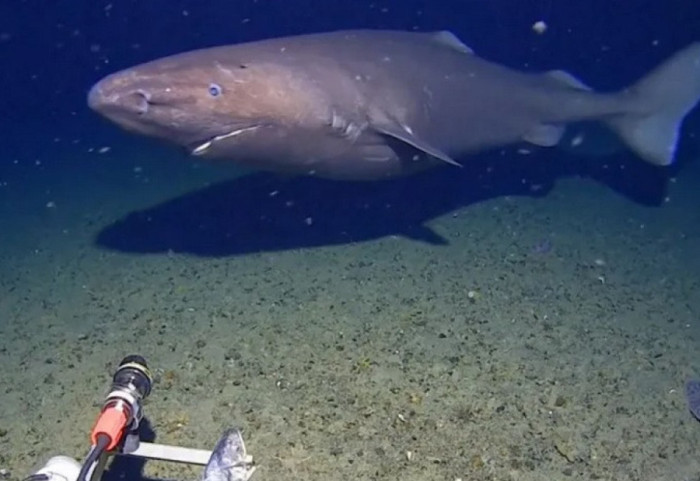 Peshkaqen kapet në kamera për herë të parë në thellësitë e ngrira të Antarktidës
