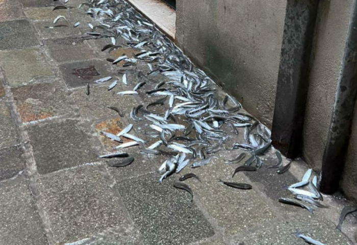 “Plasi peshku”, pushtohen rrugët në Venezia pas baticës