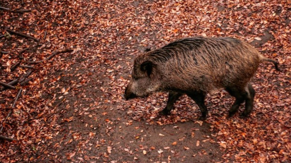 15 vjet pas incidentit bërthamor në Fukushima, zbulohet një specie e re