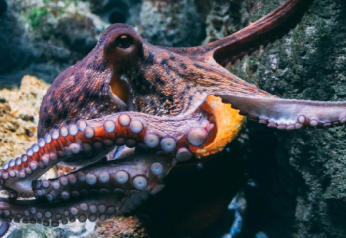 9 tru, tre zemra dhe 500 milionë neurone, pse oktapodi është kafsha më inteligjente