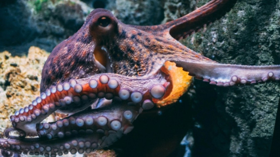 9 tru, tre zemra dhe 500 milionë neurone, pse oktapodi është kafsha më inteligjente