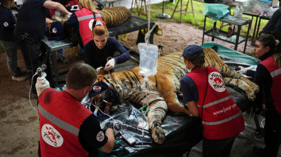 72 tigra ngordhin nga virusi në një kopsht zoologjik në Tajlandë