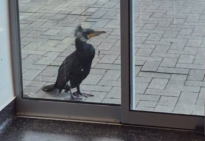 Zogu i detit shkon në spital për të kërkuar ndihmë, sinjalizon mjekët duke trokitur derën me sqep