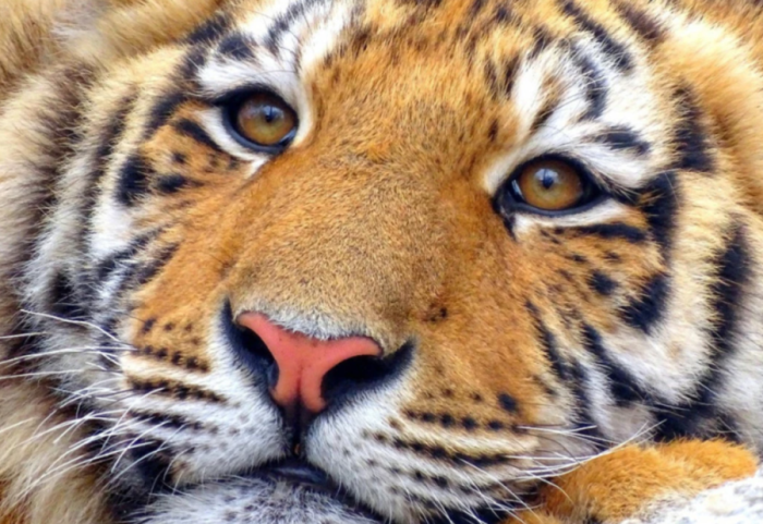 “Jetuan në mjerim, robëri dhe frikë”, murtaja vret 72 tigra