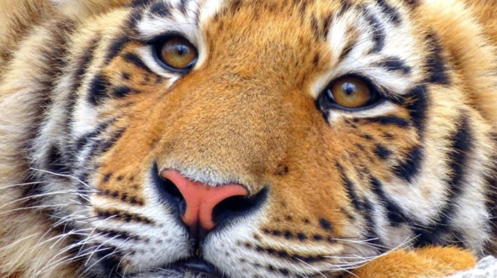 “Jetuan në mjerim, robëri dhe frikë”, murtaja vret 72 tigra