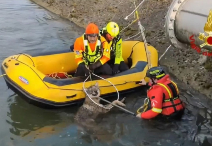 Aksion i guximshëm në Itali, zjarrfikësit shpëtojnë ujkun që po mbytej