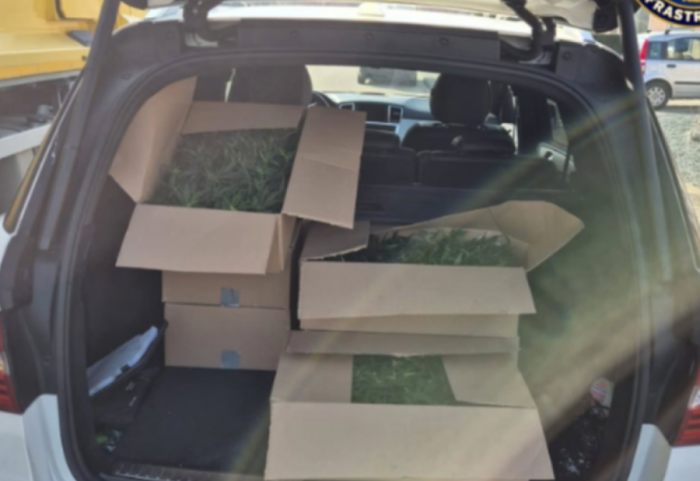 Me makinë të vjedhur transportonte kanabis, kapet shqiptari në Holandë