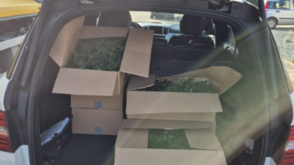 Me makinë të vjedhur transportonte kanabis, kapet shqiptari në Holandë