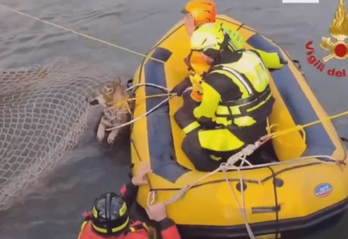VIDEO- Itali, zjarrfikësit shpëtojnë nga mbytja...një ujk