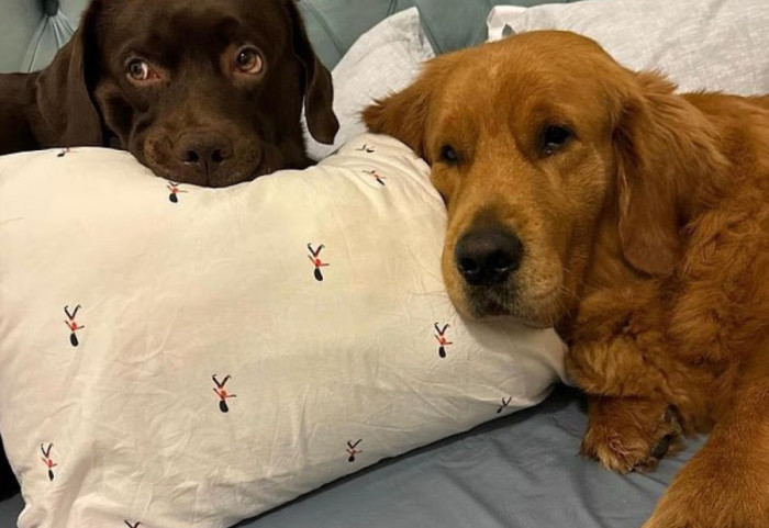 Ana e padukshme e luftës, europianët ia mbathin nga Dubai dhe braktisin kafshët, ose i çojnë për eutanazi