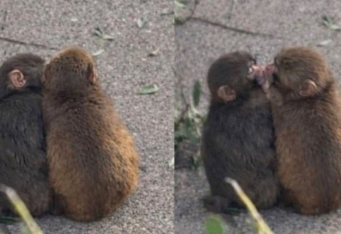 E mbani mend majmunin e vetmuar Punch? Tani ka gjetur dashurinë