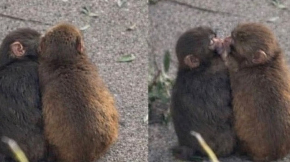 E mbani mend majmunin e vetmuar Punch? Tani ka gjetur dashurinë