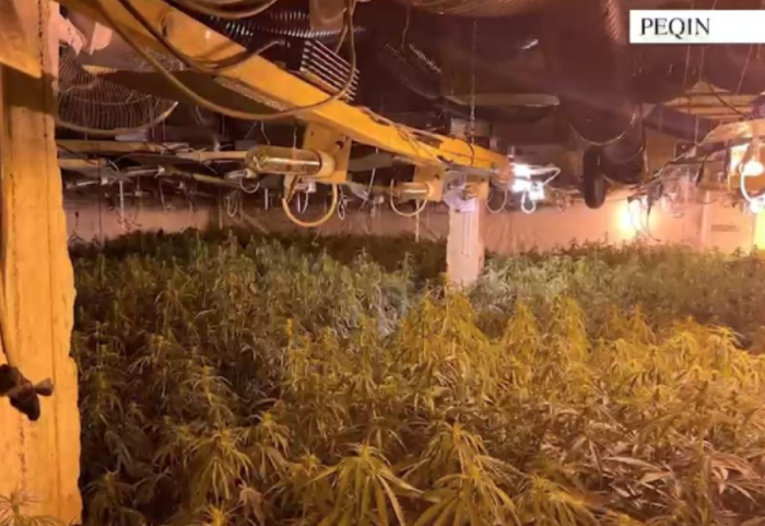 Magazina me kanabis, në kërkim vëllai i drejtorit të burgut të Rrogozhinës, arrestohet faturisti i OSHEE