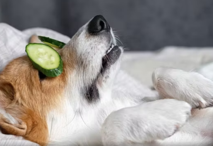 Çmenduria e re në Nju Jork, 1000 dollarë për trajtim kozmetik për qenin