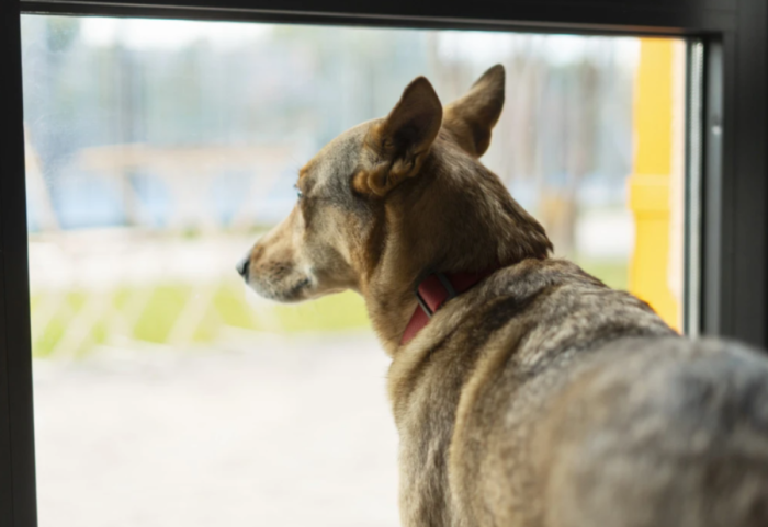 Çift i ndarë, por kujdestari të përbashkët për... kafshët