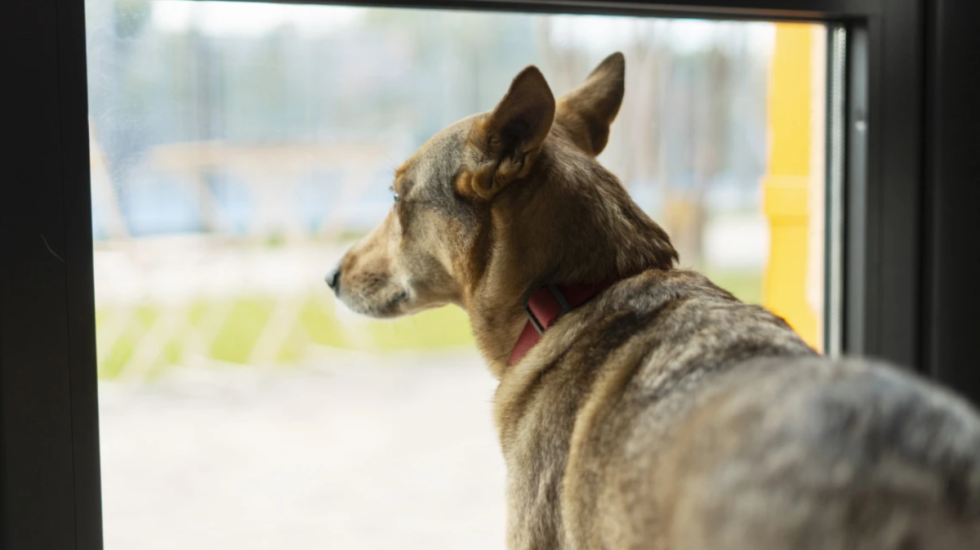 Çift i ndarë, por kujdestari të përbashkët për... kafshët