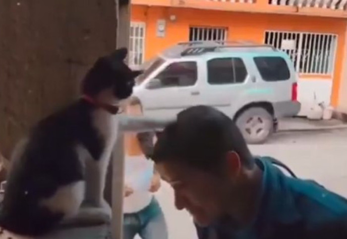 Macja e “shenjtë” me emrin Coco, “bekon” besimtarët kur hyjnë në kishë