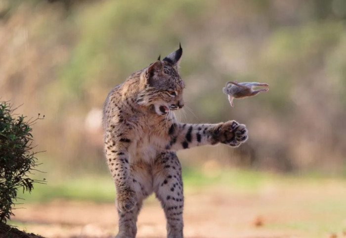 Rrëqebulli lozanjar rrëmben çmimin kryesor në konkursin e fotografive
