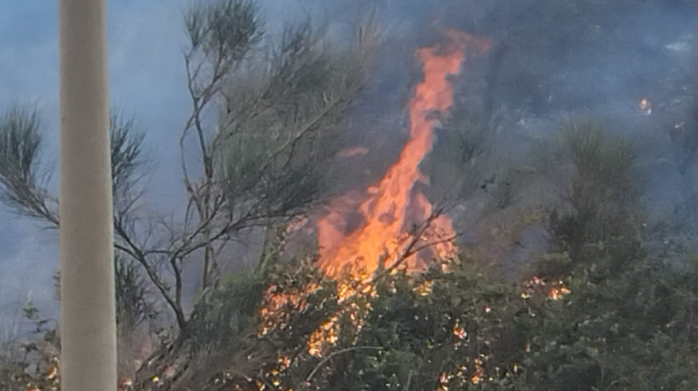 Vatër zjarri në Vlorë, digjet një sipërfaqe e konsiderueshme me pyje