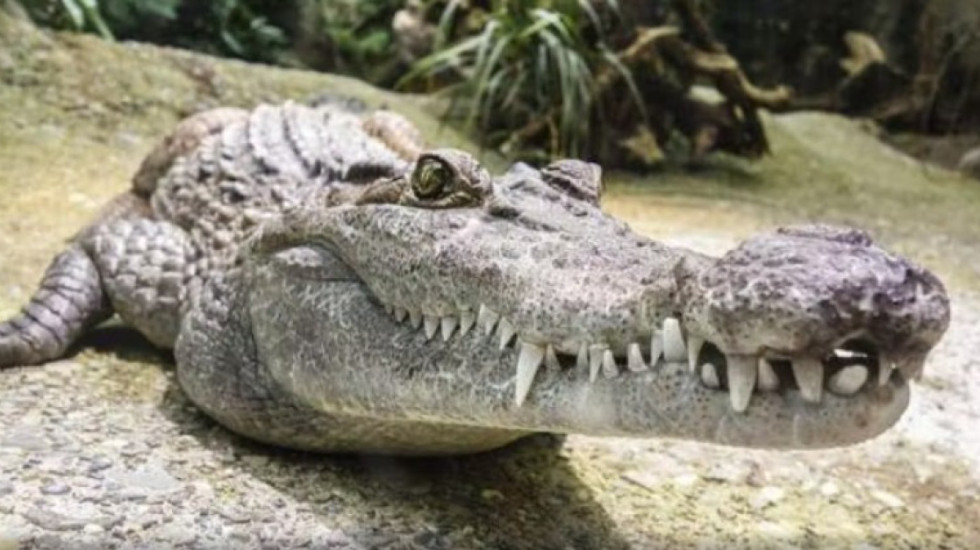 Kundër kalimit të paligjshëm dhe kriminalitetit, ky vend “rekruton” gjarpërinj dhe krokodilë për të mbrojtur kufijtë